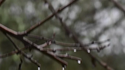 Raindrops in Spring Stock Footage 119817674