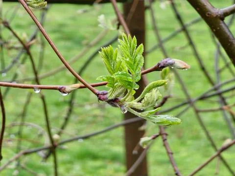 Raindrops on sprouting rowan buds. Mountain ash young leaves in early spring. Stock Photos