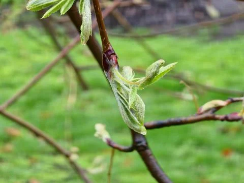 Raindrops on sprouting rowan buds. Mountain ash young leaves in early spring. Foto stock