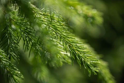 Raindrops on spruce branches in the sun Stock Photos