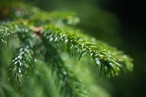 Raindrops on spruce branches in the sun Stock Photos