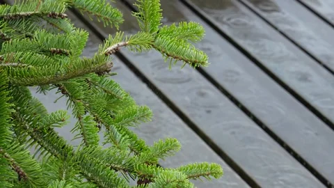 Raindrops on spruce needles at the end of summer Stock Footage 260366808