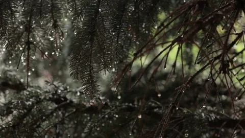 Raindrops on Spruce Needles Stock Footage 77562703
