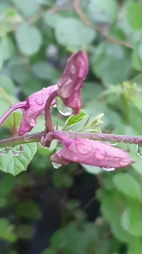 Raindrops on the stem of a moon orchid Stock Footage 303026594