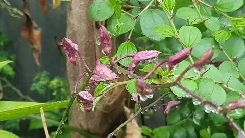 Raindrops on the stem of a moon orchid Stock Footage 303026595