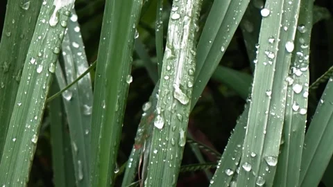 Raindrops stick to green plants Stock Footage 304082176