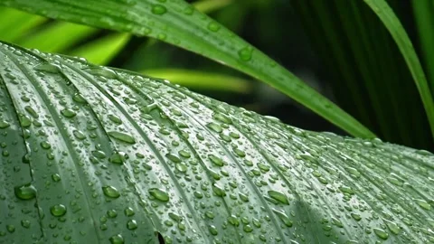 Raindrops stick to leaves after rain Stock Footage 304392242
