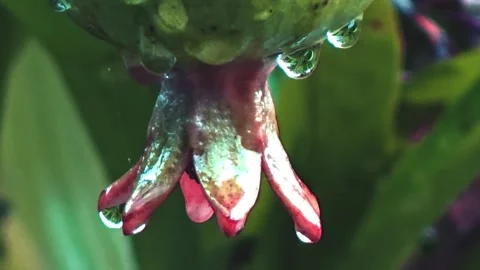 Raindrops stick to the pomegranate Stock Footage 304081885