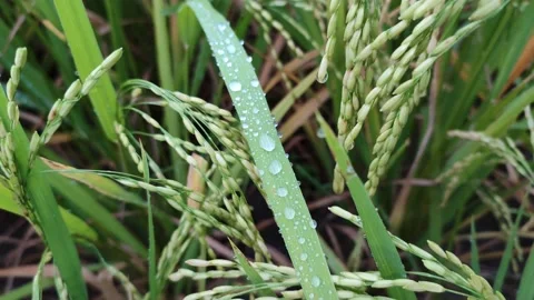 Raindrops that stick to rice Video stock 233950811