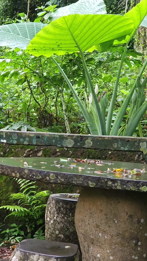 Raindrops on Stone Table with Giant Elephant Ear Plant in Tropical Garden Видео 332967447