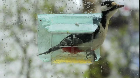Raindrops streak a window pane Stock-Footage 333581656