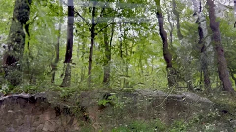 Raindrops Streaking Down Glass with Blurred Forest Background Stock Footage 345425684