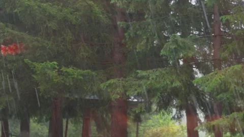 Raindrops streaming through dense pine forest, creating natural soundscape Stock Footage 315563362