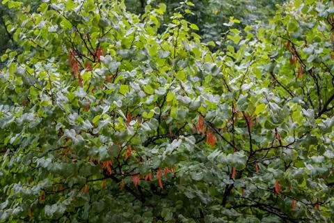 Raindrops from a summer storm falling on the green leaves of a tree Stock Photos
