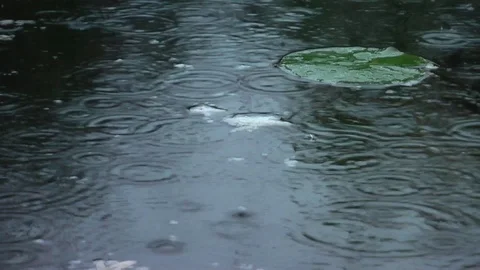 Raindrops on the surface of the water in the pond. Video stock 95703871