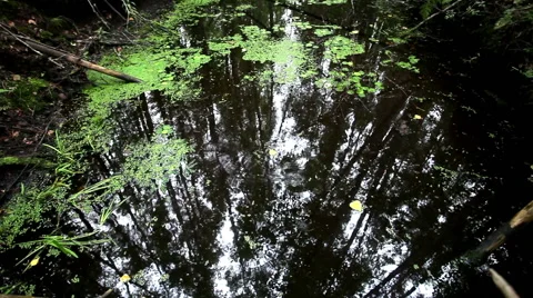 Raindrops swamp water 스톡 동영상 41633603