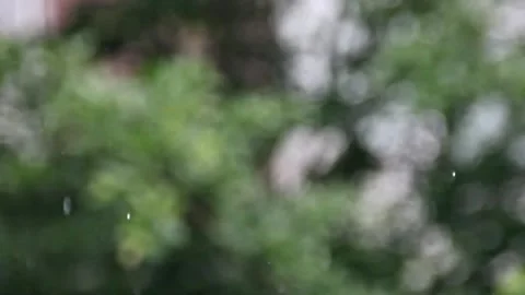 Raindrops on sways leaves bokeh background Stock Footage 297454673