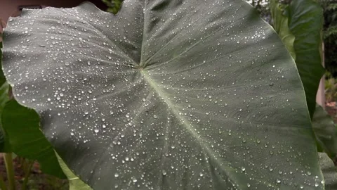 Raindrops on Taro Leaf in the Garden During Rainfall Stock Footage 318197671