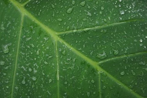 Raindrops on taro leaf Stock Photos