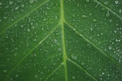 Raindrops on taro leaf Stock Photos