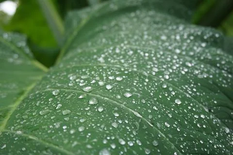 Raindrops on taro leaf Foto stock