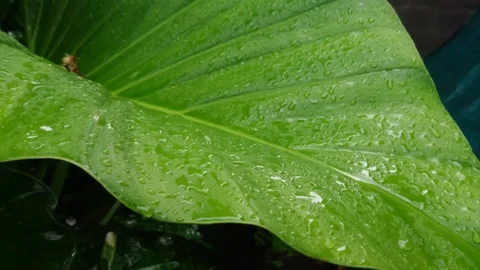 Raindrops on taro leaves close up Stock Footage 272192394