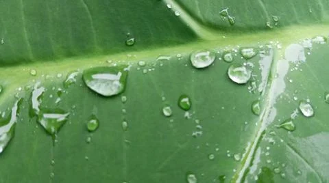Raindrops on the taro leaves 스톡 사진