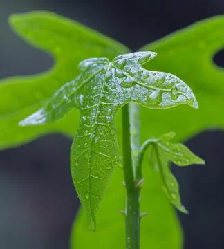Raindrops on Tender Flame Tree Leaves Stock Photos