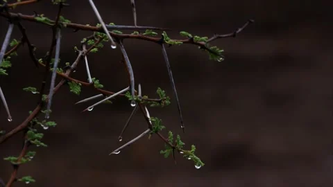 Raindrops on Thorns Stock Footage 138192934