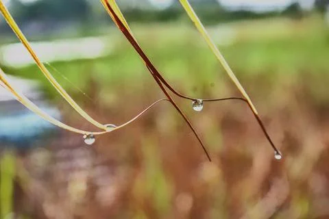 Raindrops on the tip of a coconut leaf, blurred background Foto stock