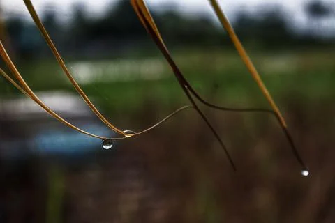 Raindrops on the tip of a coconut leaf, blurred background Foto stock