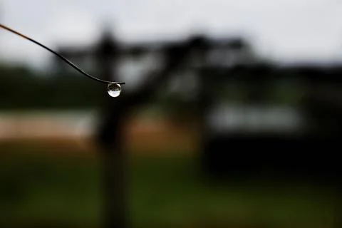 Raindrops on the tip of a coconut leaf, blurred background Foto stock