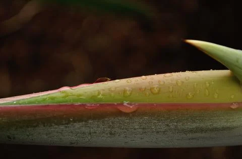 Raindrops on the tip of a strelitzia Stock Photos