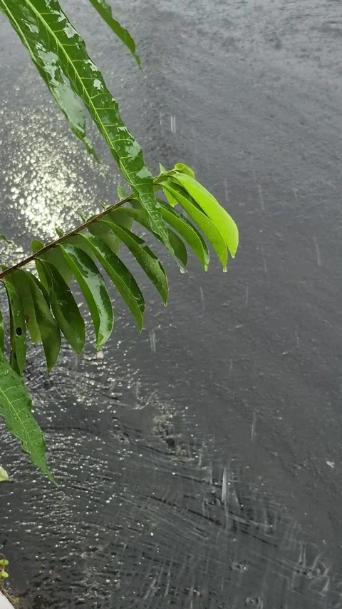Raindrops on the tips of leaves Stock Footage 328438755