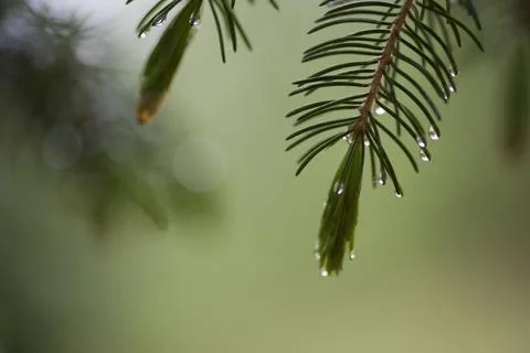 Raindrops At The Tips Of Pine Needles Stock Photos