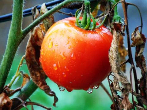 Raindrops on a tomato Foto stock