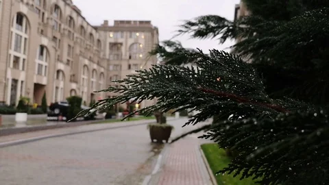 Raindrops on a tree branch on the background of urban architecture Stock Footage 123250546