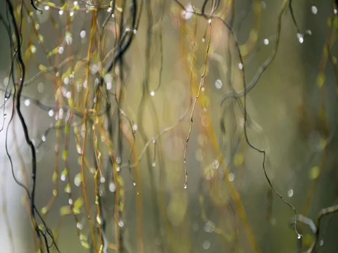 Raindrops on a tree branch. Stock Footage 74651942