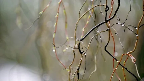 Raindrops on a tree branch. Vídeo Stock 74652194