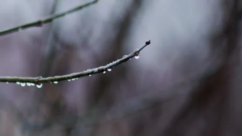 Raindrops on tree branches in cloudy gray weather in autumn in November. Gray Stock Footage 277208269