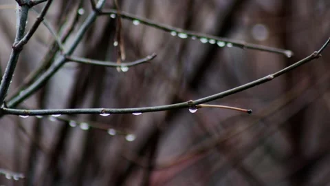 Raindrops on tree branches in cloudy gray weather in autumn in November. Gray Stock Footage 289518342