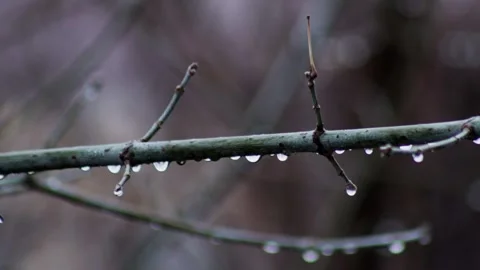 Raindrops on tree branches in cloudy gray weather in autumn in November. Gray Stock Footage 289518579