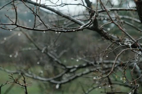 Raindrops on tree branches without leaves and green grass Stock Photos