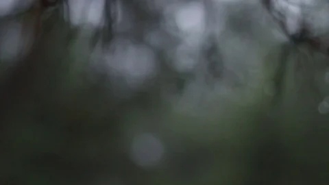 Raindrops On Tree Close Up Video stock 70242604