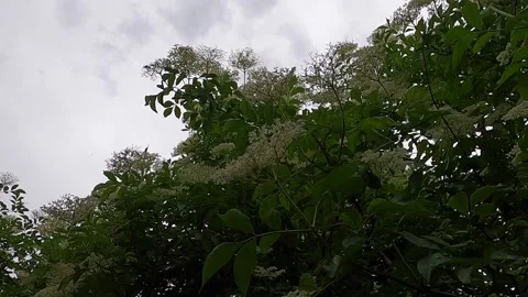 Raindrops on a tree Video stock 141650112