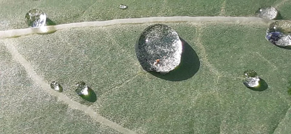RainDrops on Tree Leaf Stock Photos
