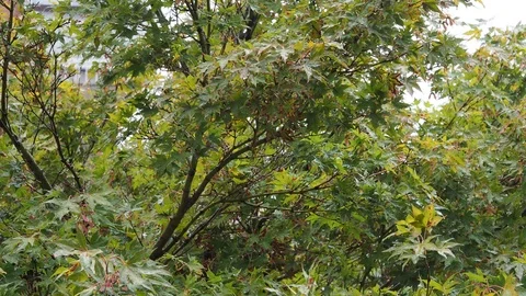 Raindrops on tree leaves background Stock Footage 113445391