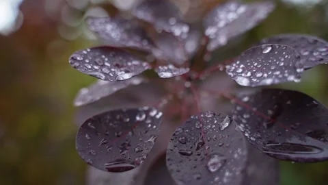 Raindrops on the tree leaves cinematic close up Stock Footage 164547574