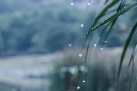 Raindrops on tree leaves Stock Photos