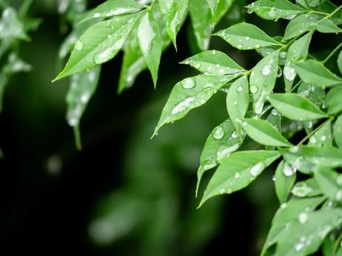 Raindrops on tree leaves Stock Photos